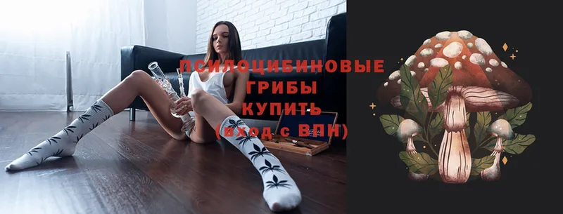 где найти   Салават  Псилоцибиновые грибы Magic Shrooms 